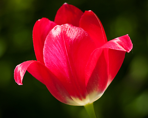 포토 JPG 해외이미지 식물 1 계절 꽃잎 꽃 줄기 백그라운드 잎 꽃무늬 채소 자연 사람없음 빨간색 태양 뷰티 정원 봄 튤립 벚꽃 5월 화단 해외포토 자연요소 컬러 무늬 날짜 생태계 파일형식 이미지허브