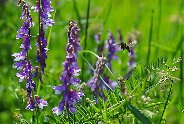 포토 JPG 해외이미지 식물 동물 꽃잎 꽃 야생동물 백그라운드 꽃무늬 밭 날개 자연 초원 사람없음 야외 초록색 여름 파란색 컬러풀 뷰티 정원 보라색 봄 들꽃 모임 벚꽃 개화 꿀벌 수분 벌 수집 허브 꽃가루 꿀 내추럴 해외포토 계절 컬러 곤충 무늬 농업 벌_곤충 가루 생태계 파일형식 이미지허브