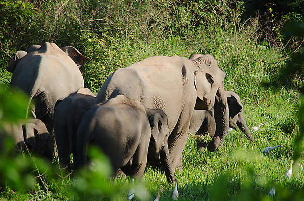 포토 JPG 해외이미지 동물 공원 아시아 야생동물 여행 포유류 가족 태국 자연 코끼리 종류 동양인 사람없음 환경 힘 아기 보호 숲 큼 인도인 코 멸종 내추럴 벌목 인구 전국 지능 해외포토 외국인 공공시설 나라 컨셉 관계 사람 인종 신체부위 크기 생태계 파일형식 이미지허브