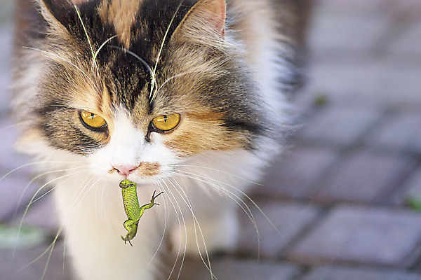 포토 JPG 해외이미지 동물 응시 백그라운드 이동 장난 모션 놀이 털 사람없음 고양이 가축 기쁨 분노 흰색 죽음 관찰 잡기 치아 쥐 먹이 공격 먹기 트로피 사냥 도마뱀 육식동물 사냥꾼 숨김 관심 뒤뜰 해외포토 직업 시선 감정 컬러 컨셉 포유류 파충류 반려동물 소화기관 설치류 상_우승 파일형식 이미지허브