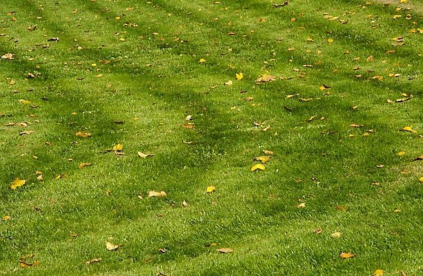 포토 JPG 해외이미지 식물 백그라운드 잎 밭 자연 잔디 사람없음 초록색 햇빛 노란색 가을 땅 지역 내추럴 해외포토 계절 컬러 농업 태양 생태계 파일형식 이미지허브