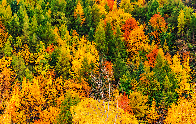 포토 JPG 해외이미지 주간 단풍 단풍나무 사람없음 야외 울창 해외포토 자연요소 나무 잎 자연 파일형식 이미지허브