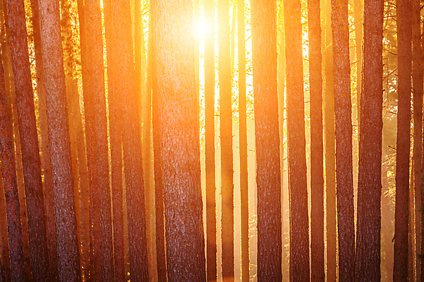 포토 JPG 해외이미지 나무 자연 사람없음 야외 햇빛 일몰 숲속 숲 울창 해외포토 식물 태양 노을 생태계 파일형식 이미지허브