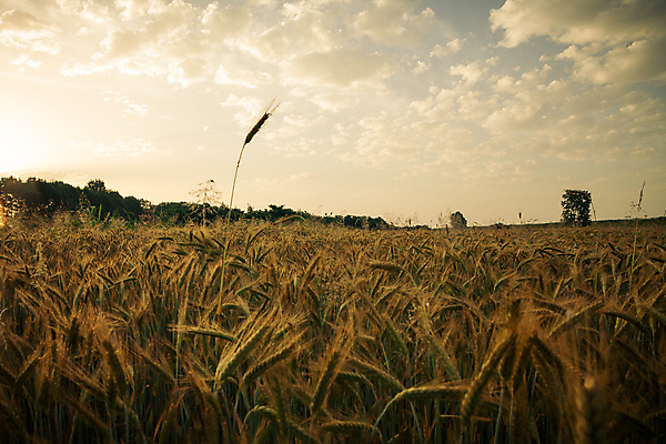 포토 JPG 해외이미지 나무 식물 계절 백그라운드 밭 농업 자연 하늘 아침 사람없음 야외 초록색 파란색 농작물 햇빛 태양 농장 농경지 노란색 일출 환경 일몰 봄 새벽 수확 성장 시골 황금 낟알 땅 시리얼 밀 속도 귀 장면 내추럴 밭일 해외포토 주간 자연요소 산업 음식 컬러 곡류 신체부위 노을 생태계 파일형식 이미지허브