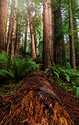 포토 JPG 해외이미지 나무 식물 응시 공원 백그라운드 자연 하늘 사람없음 야외 목재 가로 초록색 빛 햇빛 뷰티 여행객 미국 하이킹 나뭇가지 숲 큼 캘리포니아 거인 내추럴 옛날 전국 해외포토 시선 공공시설 컬러 북아메리카 재료 레저 사람 태양 크기 생태계 파일형식 이미지허브