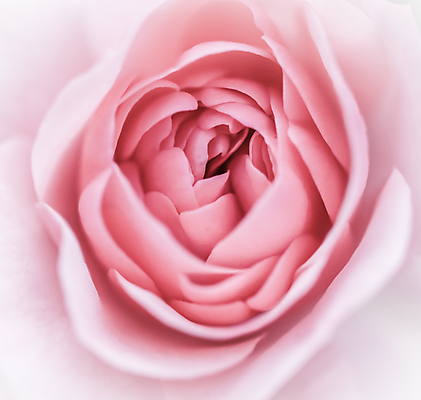 포토 JPG 해외이미지 꽃잎 분홍색 근접촬영 사람없음 장미 해외포토 꽃 뷰포인트 컬러 파일형식 이미지허브