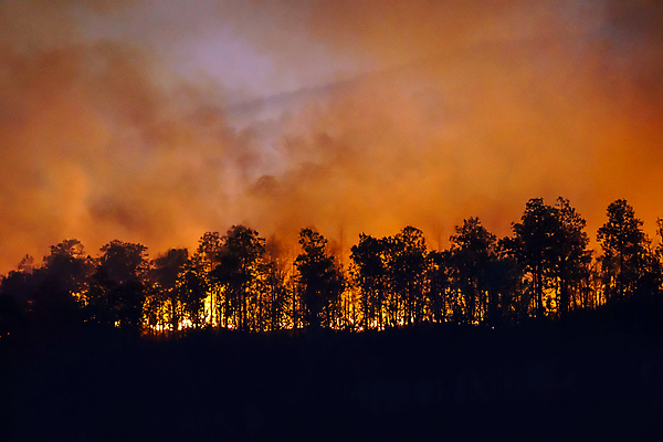 포토 JPG 해외이미지 나무 불 산 사람없음 야외 연기 숲 위험 산불 해외포토 자연요소 식물 컨셉 화재 파일형식 이미지허브