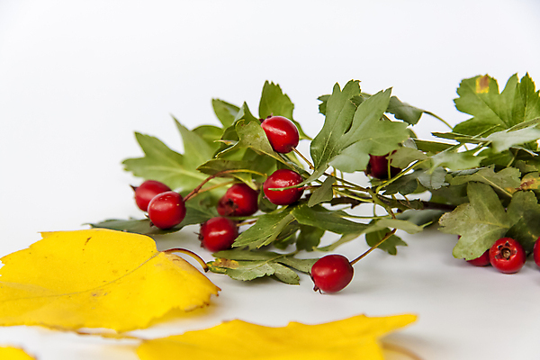 포토 JPG 해외이미지 나무 식물 계절 열매 백그라운드 컨셉 잎 꽃무늬 오렌지 가정 호박 휴가 사람없음 장식 초록색 컬러풀 태양 노란색 환경 맑음 어둠 할로윈 수확 시골 신선 황금 추수감사절 내추럴 해외포토 자연요소 꽃 기독교 컬러 무늬 농업 채소 과일 날씨 파일형식 이미지허브