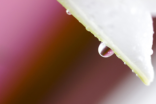 포토 JPG 해외이미지 식물 꽃잎 꽃 파도 잎 꽃무늬 자연 추상 사람없음 물 뷰티 정원 봄 활발 낭만 젖음 성장 벚꽃 물방울 액체 떨어짐 소프트포커스 이슬 빗방울 순수 유기농 부드러움 파스텔톤 몽환 미니멀리스트 해외포토 자연요소 웰빙 계절 바다 컬러 컨셉 무늬 촬영기법 감각 비_날씨 생태계 파일형식 이미지허브