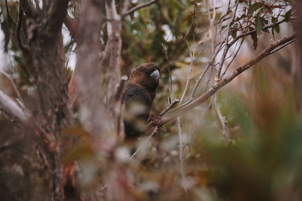 포토 JPG 해외이미지 나무 동물 공원 야생동물 자연 조류 사람없음 야외 초록색 갈색 환경 검은색 호주 깃털 부리 앵무새 멸종 내추럴 해외포토 멸종위기종 식물 공공시설 컬러 오세아니아 생태계 파일형식 이미지허브