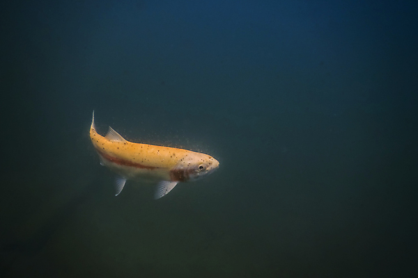 포토 JPG 해외이미지 동물 계절 호수 야생동물 음식 스포츠 자연 낚시 휴가 건강 어류 취미 사람없음 물 여름 사진촬영 수중 수영 흐름 오염 큼 먹기 순수 다이빙 사냥 육식동물 잉어 깊이 동물상 민물 생태학 포식 해외포토 자연요소 교육 컨셉 모션 레저 조형물 촬영 수중동물 수상스포츠 크기 생태계 수중스포츠 파일형식 이미지허브