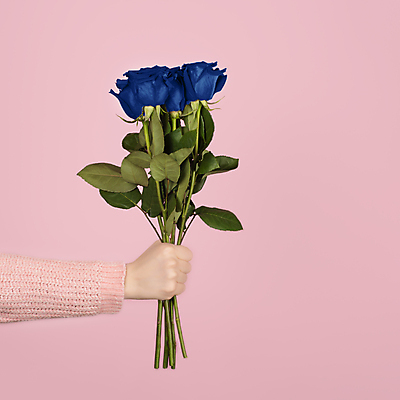 포토 JPG 해외이미지 스튜디오촬영 손 꽃 분홍색 사람없음 신체부위 파란색 장미 잡기 해외포토 식물 컬러 모션 실내 사람 파일형식 이미지허브