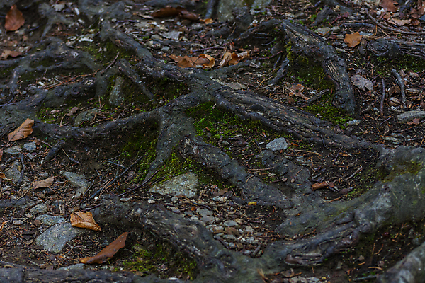 포토 JPG 해외이미지 나무 동물 계절 공원 잎 밭 자연 풍경 사람없음 목재 초록색 여름 빛 햇빛 태양 환경 맑음 버섯 봄 에너지 성장 나뭇가지 바늘 잡지 숲 큼 장작 딱정벌레 유기농 나무껍질 자작나무 자원 산소 유지 부담 옛날 해외포토 자연요소 식물 웰빙 공공시설 컬러 곤충 농업 재료 날씨 간행물 껍질 도구 원소 크기 생태계 파일형식 이미지허브