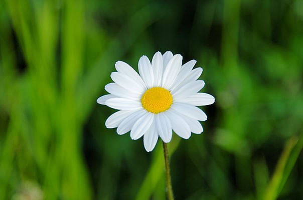 포토 JPG 해외이미지 식물 꽃잎 꽃 꽃무늬 자연 사람없음 컬러풀 뷰티 노란색 정원 봄 흰색 신선 데이지 거베라 내추럴 해외포토 계절 컬러 무늬 생태계 파일형식 이미지허브