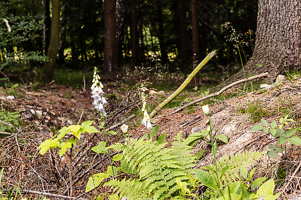 포토 JPG 해외이미지 나무 식물 계절 공원 꽃 유럽 길 여행 잎 자국 자연 산 사람없음 야외 목재 초록색 뷰티 노란색 환경 흰색 숲 작음 폴란드 내추럴 해외포토 공공시설 나라 컬러 재료 크기 생태계 파일형식 이미지허브