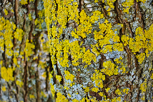 포토 JPG 해외이미지 나무 식물 디자인 공원 음식 백그라운드 낙엽 패턴 오렌지 자연 표면 추상 이끼 사람없음 야외 목재 초록색 빛 갈색 환경 봄 젖음 성장 거친 닫기 선택 숲 그늘 피부 묘사 질감 나무껍질 공상 내추럴 그런지 카피스페이스 해외포토 계절 공공시설 컬러 컨셉 잎 무늬 과일 재료 모션 신체부위 공백 껍질 생태계 파일형식 이미지허브