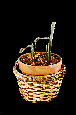 포토 JPG 해외이미지 식물 꽃 화분 백그라운드 잎 농업 자연 새로움 건강 사람없음 장식 초록색 물 새싹 환경 검은색 흙 봄 성장 나뭇가지 신선 진화 닫기 작음 유기농 내추럴 진행 고립 땅바닥 모종 생태학 취급주의 세련 해외포토 자연요소 나무 웰빙 계절 교육 산업 컬러 컨셉 모션 바닥 경고 크기 소방 생태계 파일형식 이미지허브