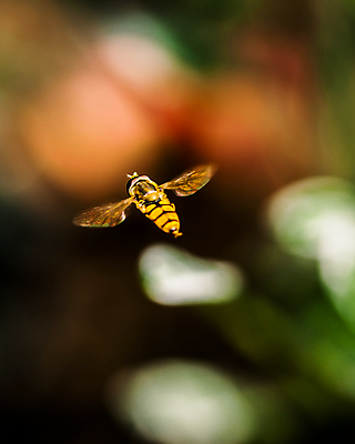 포토 JPG 해외이미지 식물 동물 꽃잎 꽃 야생동물 곤충 백그라운드 꽃무늬 날개 자연 생물 초원 사람없음 야외 초록색 여름 뷰티 노란색 환경 정원 봄 벚꽃 흰색 개화 닫기 벌레 말벌 작음 수분 벌 생물학 꽃가루 꿀 내추럴 꽃수술 동물상 해외포토 계절 교육 컬러 무늬 모션 조형물 벌_곤충 크기 가루 생태계 파일형식 이미지허브