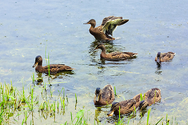 포토 JPG 해외이미지 동물 계절 공원 여자 행복 호수 야생동물 가족 자연 조류 오리 안전 사람없음 야외 초록색 물 여름 파란색 강 반사 갈색 노란색 수영 봄 연못 원형 그룹 깃털 웅덩이 솜털 청둥오리 내추럴 채식주의자 해외포토 자연요소 도형 공공시설 감정 컬러 관계 사람 수상스포츠 생태계 채식 파일형식 이미지허브