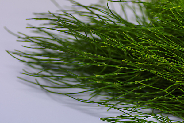 포토 JPG 해외이미지 식물 계절 꽃 음식 밭 자연 건조 건강 사람없음 환경 주방 정원 봄 성장 신선 맛 허브 향신료 아로마 양주 레시피 시트 효과 해외포토 컨셉 농업 주류 생태계 향미료 파일형식 이미지허브