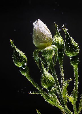 포토 JPG 해외이미지 식물 꽃잎 꽃 백그라운드 컨셉 꽃무늬 자연 추상 사랑 사람없음 초록색 물 뷰티 장미 검은색 어둠 거품 흰색 신선 최고 닫기 이슬 아래 심볼 묘사 질감 향기 내추럴 돌봄 해외포토 자연요소 감정 컬러 무늬 모션 방향 생태계 냄새 위치 파일형식 이미지허브