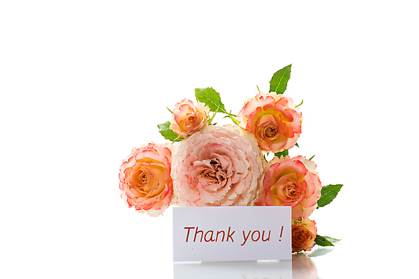 포토 JPG 해외이미지 종이 백그라운드 프레임 사랑 사람없음 장미 사각형 주황색 감사 레터링 해외포토 도형 꽃 감정 컬러 파일형식 이미지허브