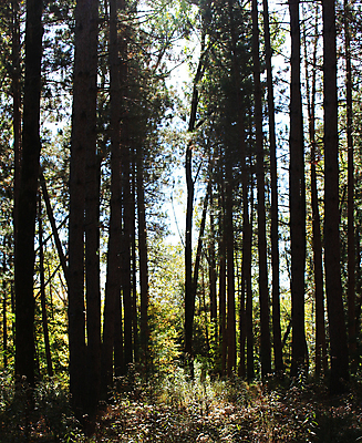 포토 JPG 해외이미지 주간 나무 사람없음 야외 어둠 울창 해외포토 자연요소 식물 자연 파일형식 이미지허브