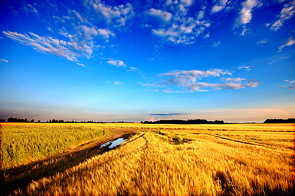 포토 JPG 해외이미지 여행 백그라운드 밭 농업 자연 하늘 날씨 사람없음 야외 파란색 컬러풀 태양 농장 농경지 평화 환경 맑음 봄 수확 시골 고독 밀 순수 장면 내추럴 파라다이스 해외포토 자연요소 계절 감정 산업 컬러 컨셉 곡류 생태계 파일형식 이미지허브