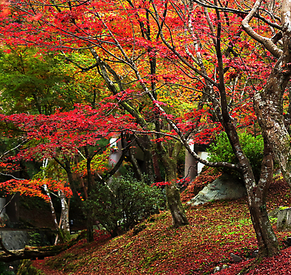 포토 JPG 해외이미지 주간 단풍 단풍나무 사람없음 야외 해외포토 자연요소 나무 잎 파일형식 이미지허브
