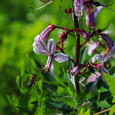 포토 JPG 해외이미지 식물 동물 꽃 곤충 백그라운드 꽃무늬 날개 자연 사람없음 야외 초록색 파란색 뷰티 노란색 정원 봄 활발 들꽃 벚꽃 신선 개화 황무지 벌레 꿀벌 작음 수분 벌 허브 묘사 싱글 꽃가루 꿀 내추럴 해외포토 계절 컬러 컨셉 무늬 벌_곤충 크기 가루 생태계 파일형식 이미지허브