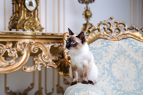 포토 JPG 해외이미지 동물 모델 유럽 의자 포유류 털 사랑 사람없음 10대 반려동물 귀여움 고양이 궁전 프랑스 수확 흰색 황금 고급 우아함 왕 복고 꼬리 안락의자 노려봄 여왕 거짓말 메콩강 바로크 주목 해외포토 감정 나라 컬러 가구 컨셉 고건축 농업 청소년 표정 파일형식 이미지허브