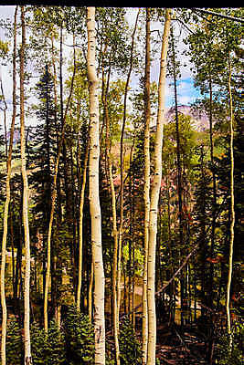 포토 JPG 해외이미지 나무 식물 계절 공원 잎 산 사람없음 야외 목재 마을 환경 나뭇가지 숲 타운 스위치 자작나무 내추럴 미루나무 콜로라도 해외포토 공공시설 재료 미국 도시 파일형식 이미지허브