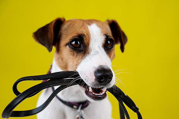 포토 JPG 해외이미지 앉기 사람없음 반려동물 산책 기다림 개 강아지 목줄 잭러셀테리어 해외포토 동물 포유류 모션 휴식 테리어 파일형식 반려용품 이미지허브