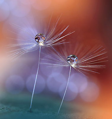 포토 JPG 해외이미지 식물 계절 꽃 실루엣 백그라운드 패턴 오렌지 자연 벽지 추상 건조 사랑 미술 경사 사람없음 옆모습 물 빛 뷰티 노란색 놀람 거품 낭만 물방울 신선 투명 이슬 민들레 묘사 만족 유기농 내추럴 특별함 많음 해외포토 자연요소 웰빙 감정 뷰포인트 컬러 컨셉 무늬 과일 문화예술 촬영기법 표정 생태계 파일형식 이미지허브