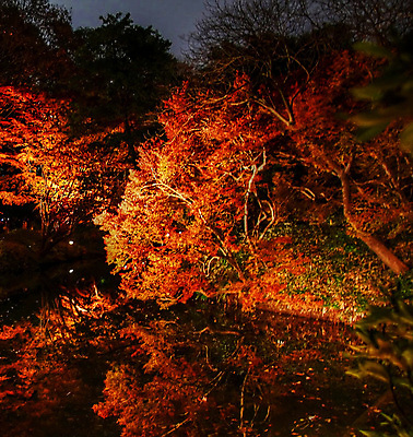포토 JPG 해외이미지 단풍 단풍나무 사람없음 야외 야간 해외포토 자연요소 나무 잎 파일형식 이미지허브