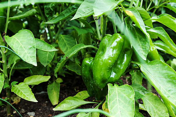 포토 JPG 해외이미지 식물 음식 줄기 잎 농업 다이어트 채소 과일 부분 자연 고추 파프리카 건강 들기 사람없음 초록색 농장 정원 성장 종 신선 달콤 큼 유기농 원예 날것 후추 내추럴 밭일 숙성 채식주의자 해외포토 웰빙 산업 컬러 모션 취미 맛 크기 향신료 생태계 채식 파일형식 이미지허브