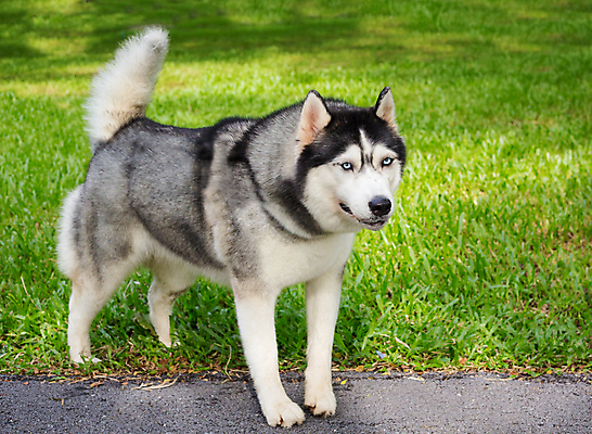 포토 JPG 해외이미지 주간 한마리 반려견 잔디 사람없음 야외 반려동물 산책 강아지 시베리안허스키 해외포토 자연요소 식물 동물 1 휴식 개 파일형식 이미지허브