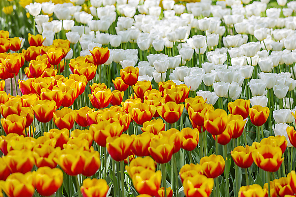 포토 JPG 해외이미지 식물 계절 공원 꽃잎 꽃 꽃다발 백그라운드 잎 꽃무늬 밭 자연 사람없음 장식 초록색 여름 컬러풀 뷰티 환경 정원 봄 활발 튤립 성장 벚꽃 흰색 신선 개화 화단 내추럴 영원 해외포토 공공시설 컬러 컨셉 무늬 농업 생태계 파일형식 이미지허브