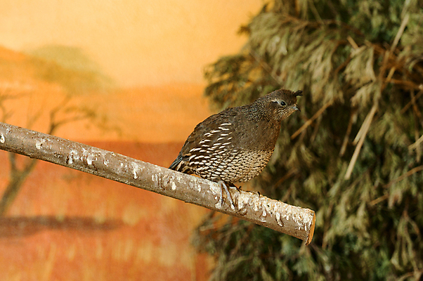 포토 JPG 해외이미지 동물 야생동물 음식 농업 비즈니스 건축양식 자연 조류 주택 건강 육류 사람없음 야외 농장 갈색 마을 농사 치킨 시골 점 그룹 닫기 작음 자르기 부리 슛 새장 시스템 내추럴 단백질 메추리 숨기 암탉 해외포토 건축 산업 컬러 식재료 모션 건물 닭 크기 암컷 생태계 닭고기요리 영양소 케이지 파일형식 이미지허브