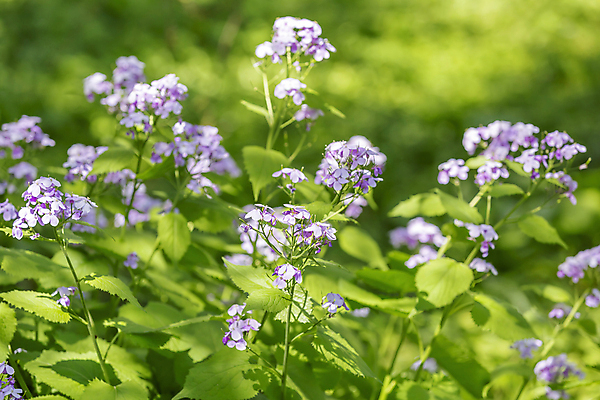 포토 JPG 해외이미지 주간 식물 공원 꽃잎 꽃 분홍색 백그라운드 잎 자연 풍경 사람없음 야외 장식 초록색 여름 뷰티 정원 보라색 봄 벚꽃 흰색 나뭇가지 신선 개화 관목 그림 원예 내추럴 해외포토 자연요소 나무 계절 공공시설 컬러 취미 생태계 파일형식 이미지허브