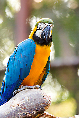 포토 JPG 해외이미지 동물 커플 야생동물 백그라운드 2 날개 자연 조류 함께함 사람없음 옆모습 초록색 파란색 반려동물 컬러풀 노란색 자유 코트 열대우림 스마트 깃털 부리 앵무새 멸종 내추럴 고립 마카오 무료 혼자 해외포토 뷰포인트 컬러 컨셉 관계 외투 숲 생태계 파일형식 이미지허브