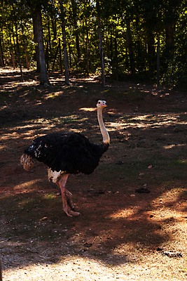 포토 JPG 해외이미지 동물 자연 조류 사람없음 호주 깃털 호기심 부리 타조 해외포토 감정 컨셉 오세아니아 생태계 파일형식 이미지허브