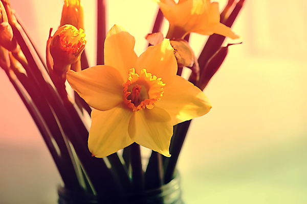 포토 JPG 해외이미지 꽃 실내 사람없음 수선화 해외포토 식물 내부 파일형식 이미지허브