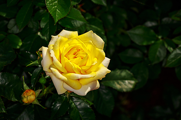 포토 JPG 해외이미지 꽃 산업 농업 자연 사람없음 야외 가로 컬러풀 한개 장미 봄 닫기 원예 카피스페이스 해외포토 식물 1 계절 컬러 모션 취미 공백 생태계 파일형식 이미지허브