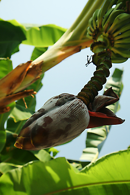 포토 JPG 해외이미지 나무 식물 꽃 음식 줄기 백그라운드 잎 농업 과일 자연 바나나 건강 사람없음 빨간색 초록색 농작물 금지 수확 벚꽃 나뭇가지 신선 닫기 다발 기아 고도 위기 해외포토 산업 컬러 모션 사회이슈 생태계 파일형식 이미지허브