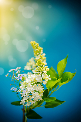 포토 JPG 해외이미지 나무 식물 디자인 배너 계절 꽃 꽃다발 백그라운드 꽃무늬 패턴 텍스트 자연 추상 프레임 사랑 사람없음 장식 파란색 태양 바구니 정원 꽃병 봄 공백 광선 흰색 나뭇가지 축하 인사 신용카드 개화 소프트포커스 다발 감사 엽서 라일락 감탄 국경 해외포토 자연요소 감정 컬러 컨셉 무늬 촬영기법 금융 예절 편지 생태계 파일형식 이미지허브