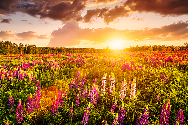 포토 JPG 해외이미지 꽃밭 자연 하늘 사람없음 야외 햇빛 태양 일몰 해외포토 자연요소 꽃 노을 생태계 파일형식 이미지허브