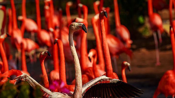 포토 JPG 해외이미지 동물 북아메리카 조류 사람없음 야외 가로 컬러풀 미국 플라밍고 캘리포니아 해외포토 컬러 아메리카 파일형식 이미지허브