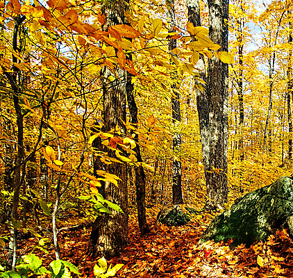 포토 JPG 해외이미지 주간 단풍 단풍나무 사람없음 야외 해외포토 자연요소 나무 잎 파일형식 이미지허브