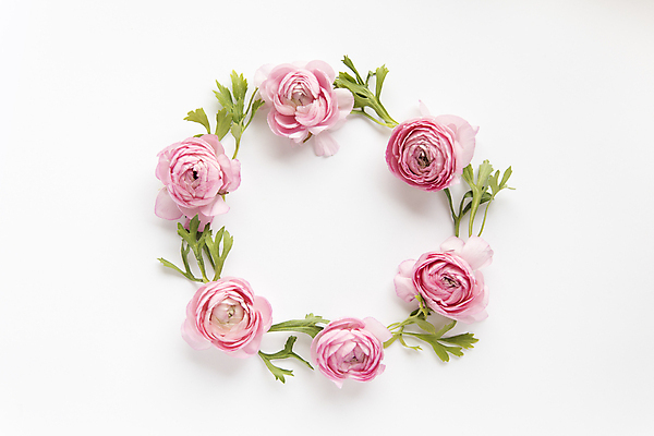 포토 JPG 해외이미지 잎 실내 사람없음 하이앵글 원형 흰배경 꽃프레임 작약 카피스페이스 해외포토 도형 식물 꽃 뷰포인트 백그라운드 프레임 내부 공백 흰색 파일형식 이미지허브